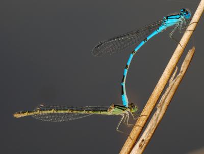 tandem watersnuffels, Enallagma cyathigerum