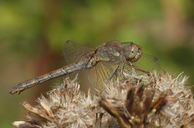 Sympetrum striolatum nigrescens (duistere heidelibel) vrouw, eind september.