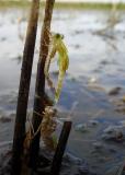 Zojuist uit haar larvehuid gekropen pantserjuffer. (Lestes barbarus)