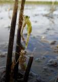 Zojuist uit haar larvehuid gekropen pantserjuffer.  (Lestes barbarus)