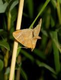 Oranje agaatspanner. (Eulithis testata)