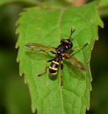 Blaaskopvlieg, Conops flavipes, mimicry (nabootsing) van een wesp