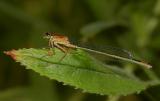 Vrouw Ischnura elegans vorm infuscans.