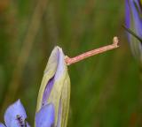 Rups van de dwerg heidespanner (Eupithecia satyrata)