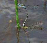 Lestes dryas, tandem eiafzettend- laying eggs.