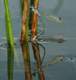 Gewone pantser te water, natuurlijk licht.
