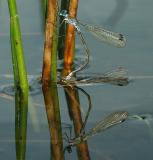 Gewone pantser te water, natuurlijk licht.