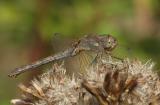 Sympetrum striolatum nigrescens (duistere heidelibel) vrouw, eind september.