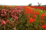 Cannas Zuid-Holland.