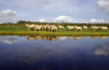 Schaapjes op het droge, Oostzanerveld de gele bloempjes zijn goudknopje Cotula coronopifolia