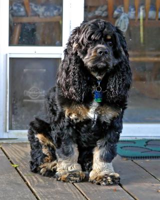 Bentley being attentive