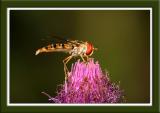 Macro_Hooverflies