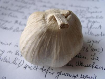 The garlic corm