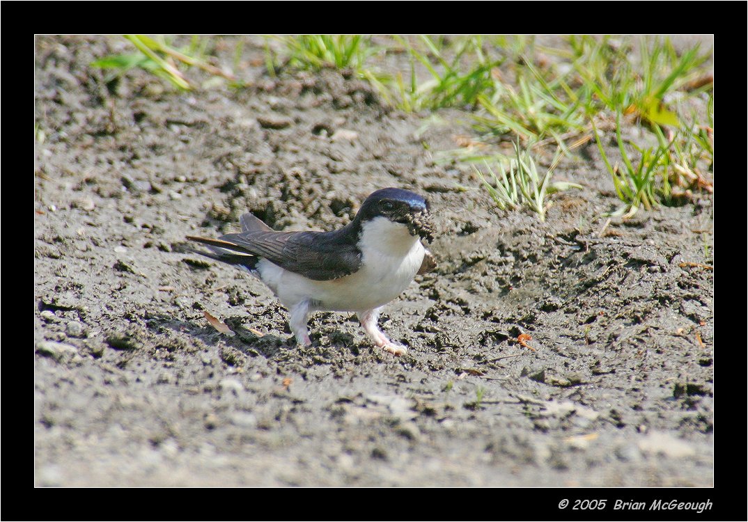 PC-house martin2.jpg