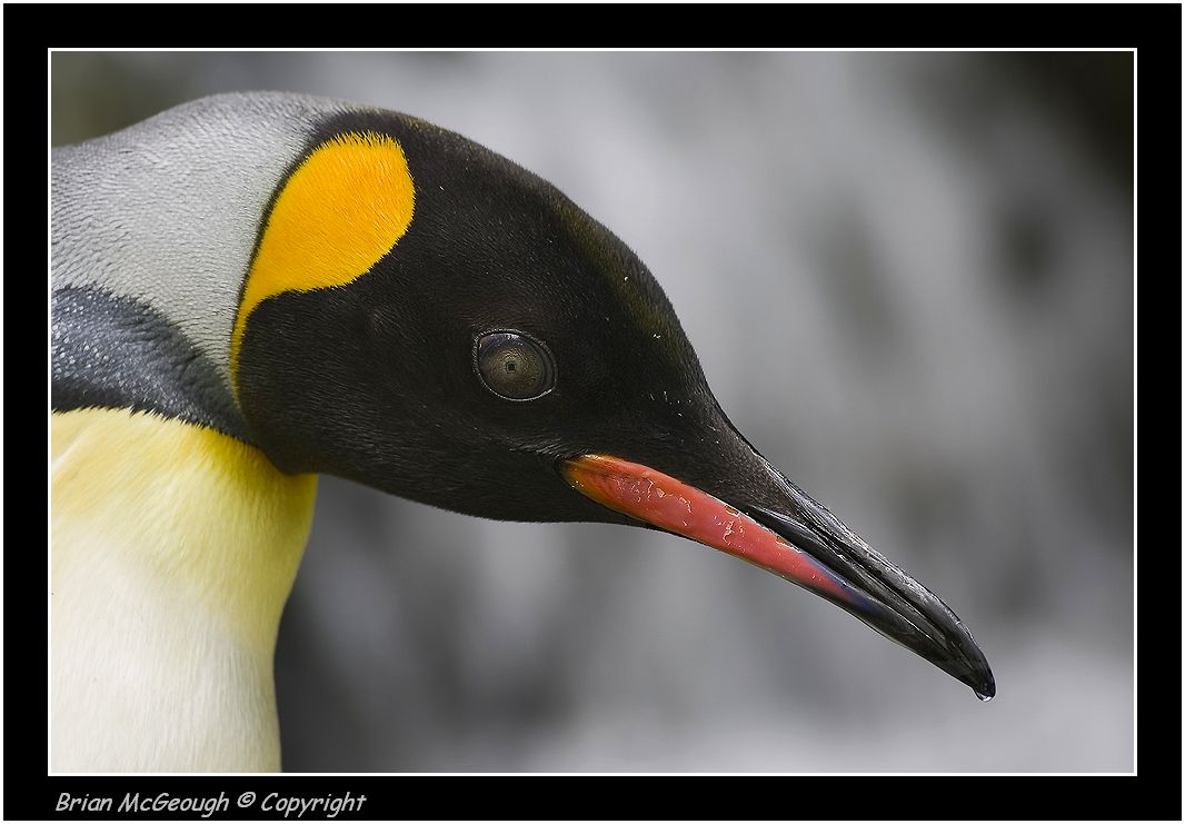 king penguin