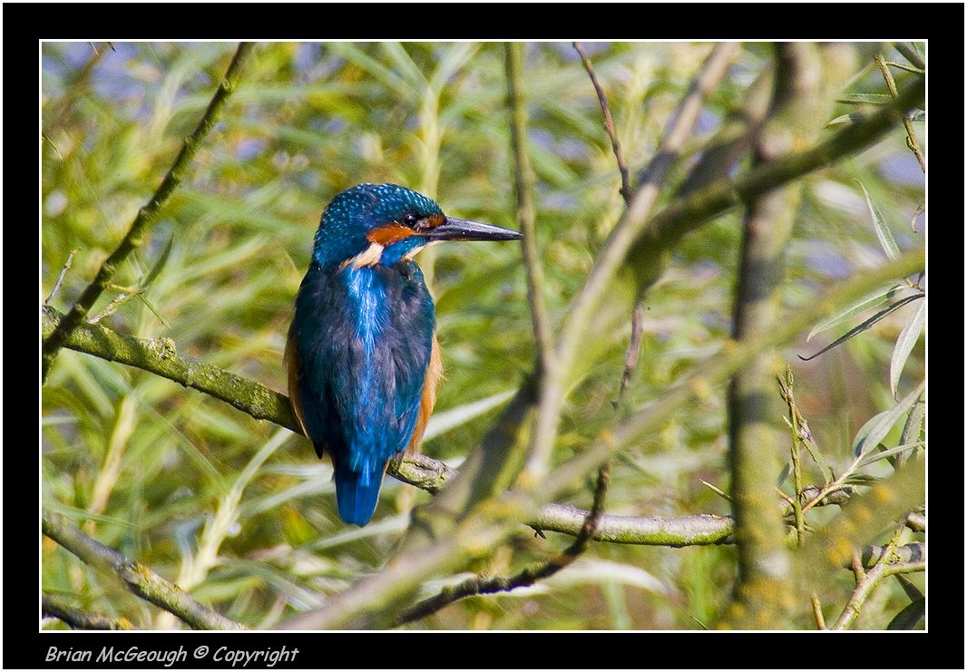 kingfisher.jpg