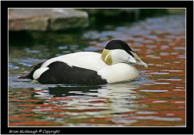 eider