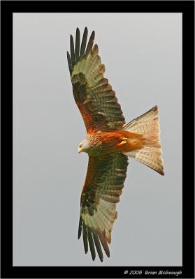 red kite (1).jpg
