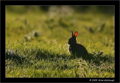 back lit bunny.jpg