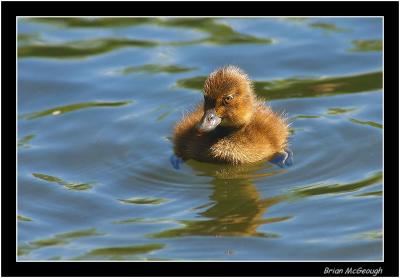 tufted duck chick (1).jpg
