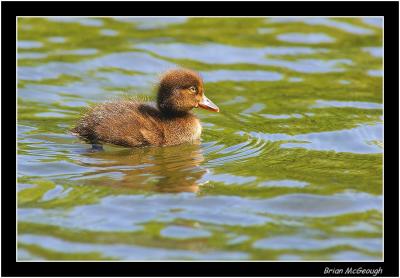 tufted duck chick.jpg