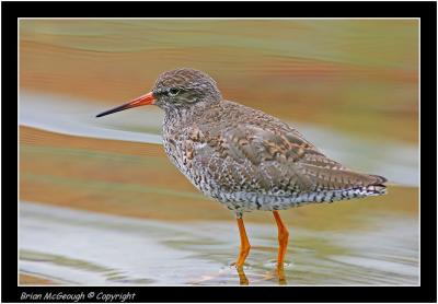 redshank