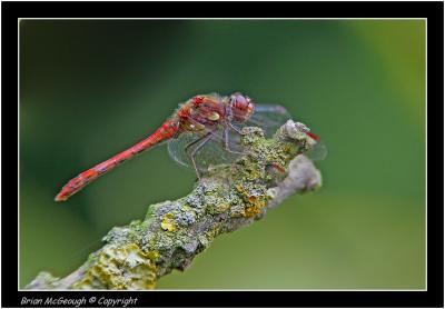 darter