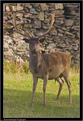 Fallow Deer.jpg