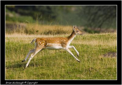 Fallow Deer.jpg