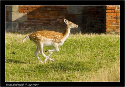 Fallow Deer