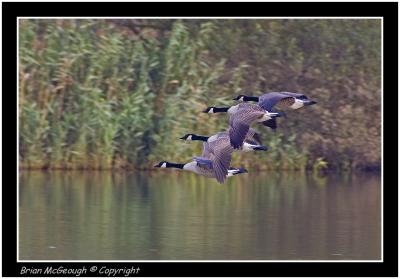canada geese.jpg