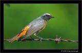 redstart