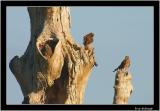 kestral chicks