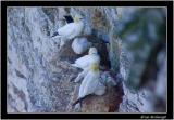 gannets with chicks.jpg