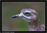 stone curlew