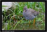 redshank