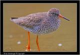 redshank