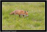 red fox 2.jpg