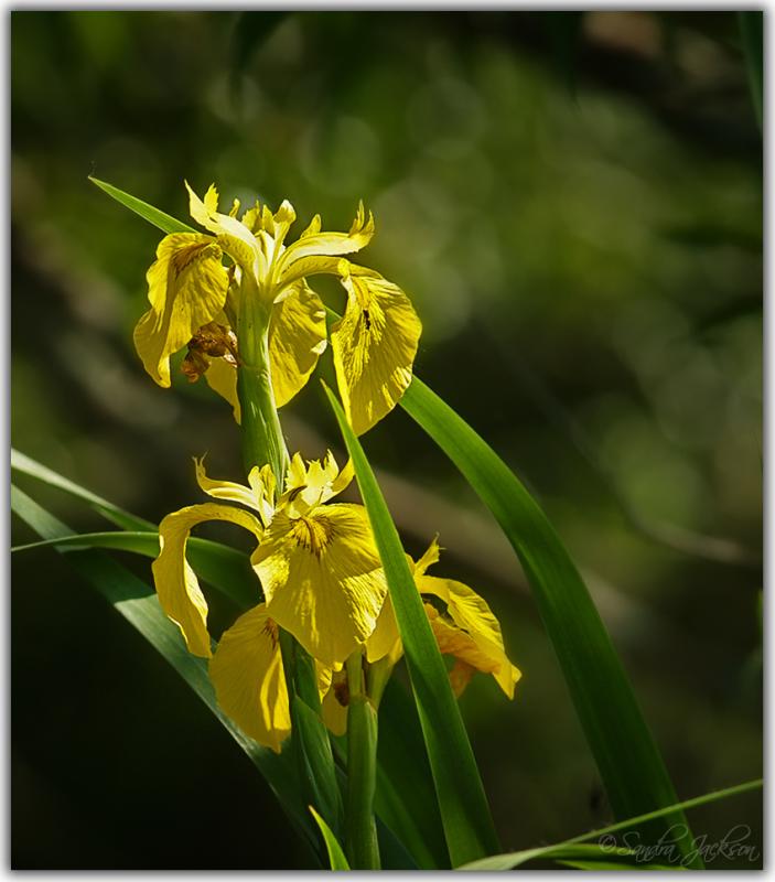 Wild flowers