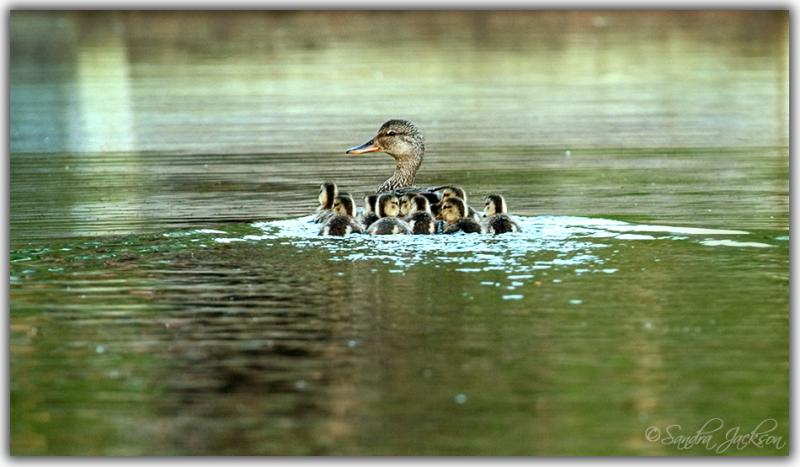 Momma Mallard