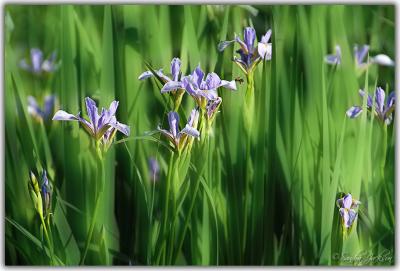 Swamp irises