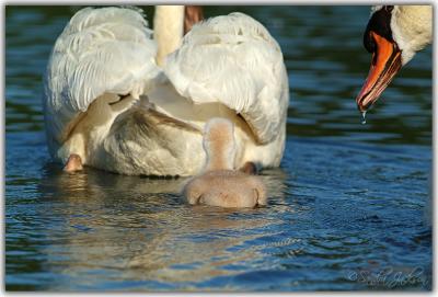 Watchful Dad