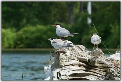 The Tern Family