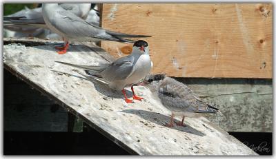 Tern family