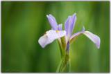 Swamp iris
