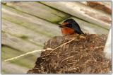 Nesting swallow