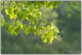 Summer leaves