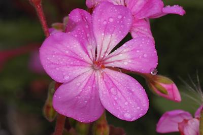 DSC_9785.jpg