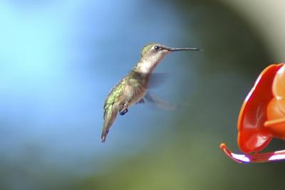 Hummingbirds _ Colibris