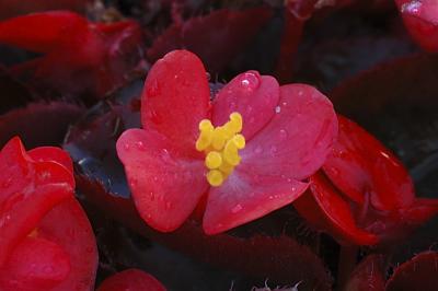 Flora, Flowers, Fleurs
